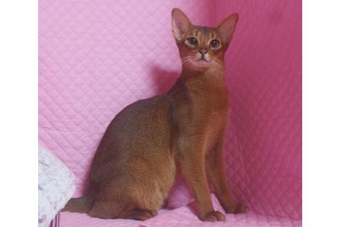 販売中のアビシニアンの親猫